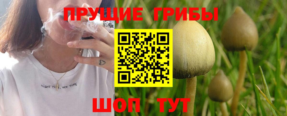 Кашира  Псилоцибиновые грибы Psilocybe  Вход с VPN 